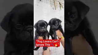 &ldquo;Black Pug Puppy 🐶 | Cutest Black Pugg Ever 😍 #shorts&rdquo;#pugshorts