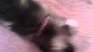 My dog loves popcorn!