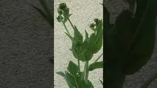 Echter Alant (Inula helenium)