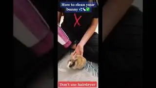 How To Clean Your Rabbit Properly