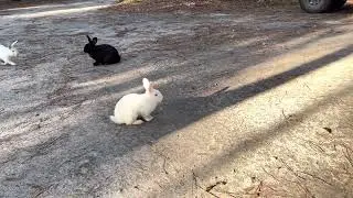 Watching bunnies at Blythe Island Regional Park, Georgia
