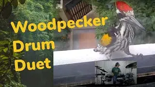 Woodpecker Drum Duet