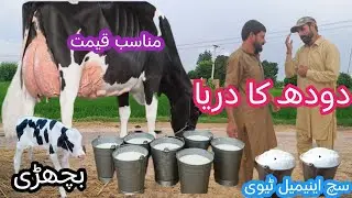 03466152628 |Cholistani friesian cross cow | cholistani cross cow | cholistani cow 