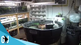 #524: Full Fish Room Tour - February 2018 - Update Monday