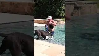 The Safe Way to Teach Your Dog to Swim!