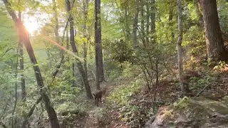 Walking in a Piedmont Forest with the Dogs in Late Spring - Silent Ambient Nature Sounds Film