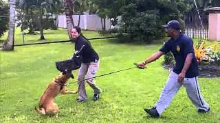 K9 Enforcement - Prospect Trainer Courage Test.. Brandys Test & FAIL!