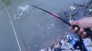 Snakehead ( sala machha) fishing by Daiwa Phantom Snapper fishing rod .