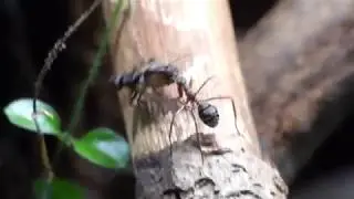 D.Attelabidae climbing with fly