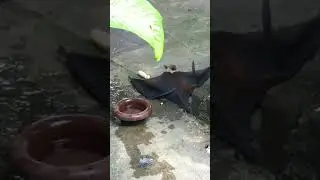 Giant bat caught on camera😱
