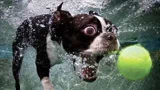 Beautifully Crazy Face Dogs Underwater 💦🥰