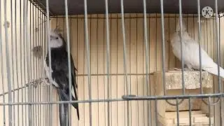 كيف تبدأ مشروع عصافير الكوكتيل بطريقه صحيحه تربح منها