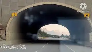 Мост дикой природы в Альберте, Канада 🇨🇦 | Мастер Тим