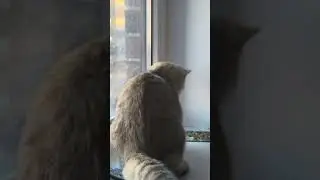 А хвост, то какой! #cat #kitten #котофейка #котик