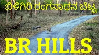 BR HILLS | K GUDI | BILIGIRI RANGASWAMY BETTA | KARNATAKA VLOG | KSRTC | MASS SUCCESS