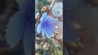 Studying Snails, The Nature of Snails and Wild Plants (exploring life and relationships in the Wild)