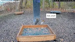 2019 11 10 Akron Ohio Feedercam ~ Another Hawk Failed Attack