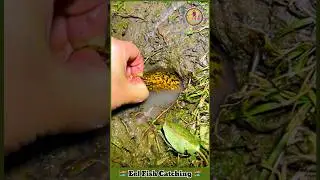 Eel Fish Catching By Hand 🪝 Fishing Video 🎏 Fish Catching Video 🎣 #eel #fishing #fish #shorts