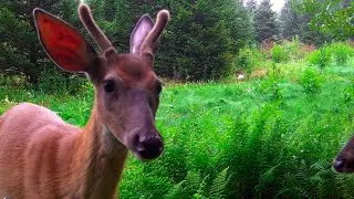 Curious Buck's Trail Cam Surprise 3Min Wildlife Wonder in the Wild