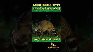 Large Indian civet #animal #short #youtubeshorts #civetcat #wildcircle31x
