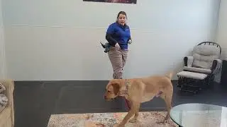 Ray the Yellow Labrador Retriever | Best Paw Forward Board and Train | Attention on Handler & Marker