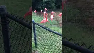 #Caribbean flamingo 🦩 🦩🦩￼