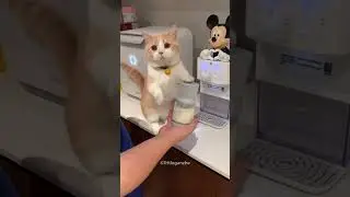 Cat Became Jealous of the Baby😍