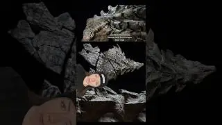 such an insane find #dinosaur #prehistoric #fossil