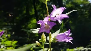 Nesselbl&auml;ttrige Glockenblume