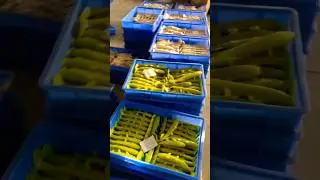 Pro Soft Bait OEM | Personalized Logo 🔧 Why not comment your needs?