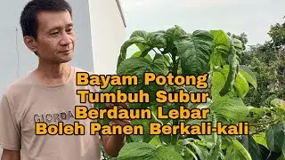 Bayam Potong Tumbuh Subur Daun Lebar Boleh Panen Berkali-kali