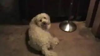 Dog Vocalization Example One