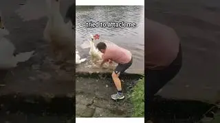 Rescue Baby Swans #animalfriendshipgoals #cute #animals #heartwarming #rescuestory