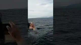 Vancouver Whale Tour Tail and fin slapping action