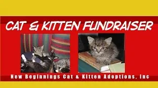Cat & Kitten Adoption Fundraiser - New Beginnings Cat/Kitten Adoption Inc- Baldwin Long Island