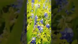 Ecchigang x Xpressskins Itasha Mustang With Bluebonnets In Texas
