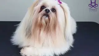 Hydra's Secret to Silky Smooth Skin: Bathing Range For Dogs
