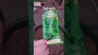 Succession Sowing of chives, beetroots, silver beet and spinach