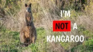 Swamp Wallaby l Facts, Classification, and Habitat