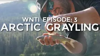 Arctic Grayling in Alaska - Episode 3 of the Western Native Trout Challenge