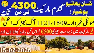Today Wheat price in punjab//گندم کا ریٹ2026/munji makki till sarso/Galla mandi rate today 2026