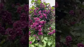 Клематис #СадДача