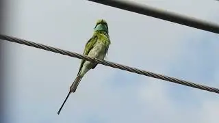 Bee eater | green bee-eater sound | City birds of India | bee eater bird