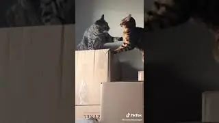 Funny