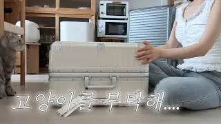 w.7 리드볼트 오딧 캐리어 29인치, 두잇 고양이 자동급식기, 성수 이로스타일 웨딩슈즈, 대구 메리어트호텔 🛌 🍽 누노마 웨딩촬영 D-2 👰🏻‍♀️🤵🏽결혼 준비 브이로그