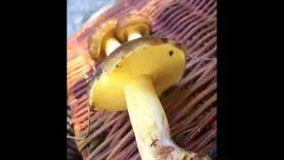 suillus collinitus.wmv
