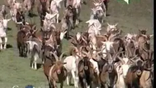 I Formaggi di Santa Margherita