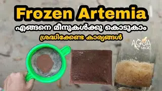 frozen artemia malayalam | how to feed frozen artemia | artemia feeding malayalam | AQUA MAGIC|EP#22