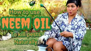 How to Use Neem Oil to Kill Pests Naturally