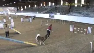 Alaskan Malamute 